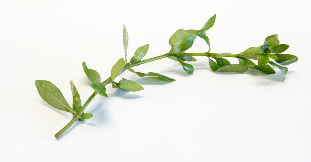 Alternanthera ficoidea bettzickiana 'Green'