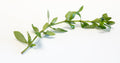 Alternanthera ficoidea bettzickiana 'Green'