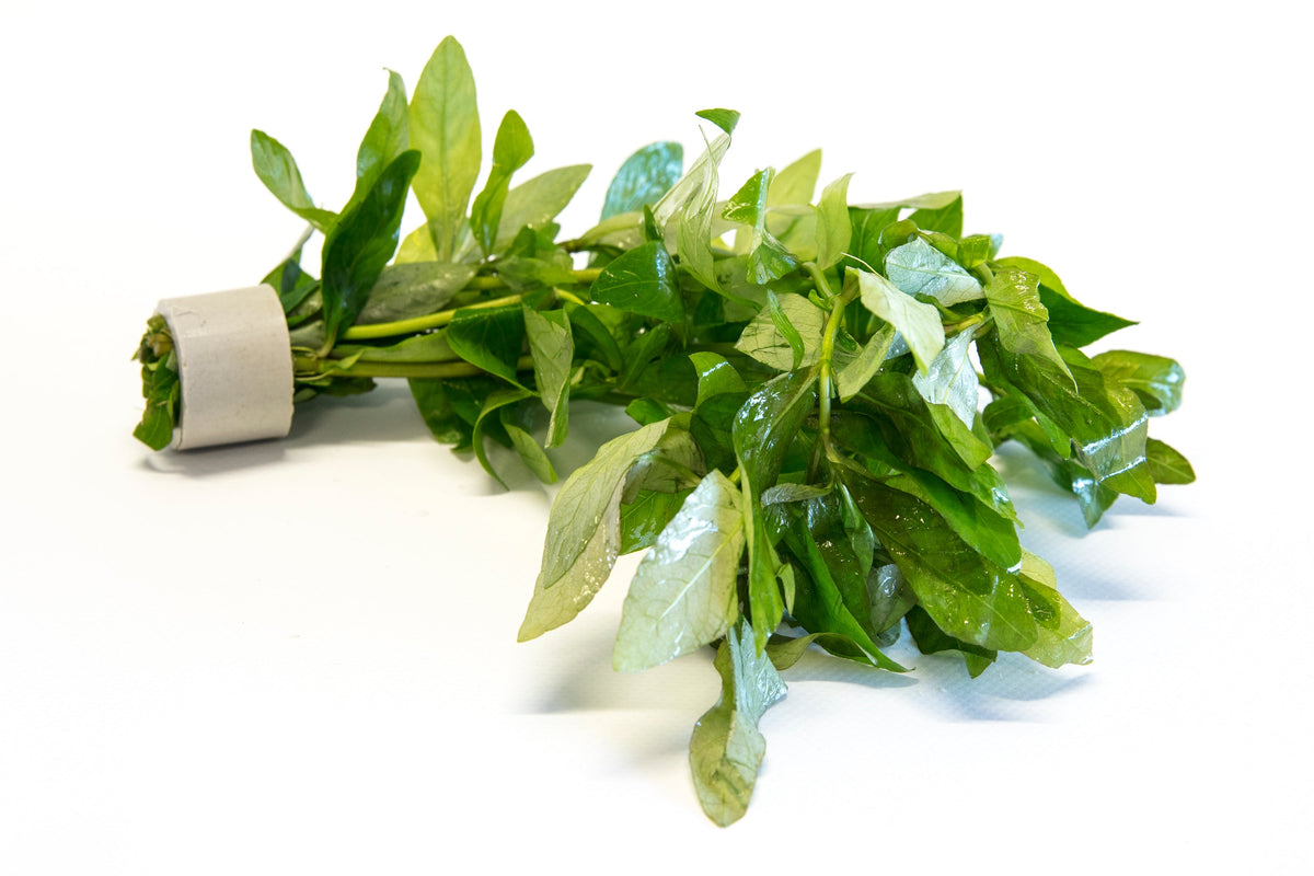 Alternanthera ficoidea bettzickiana 'Green'