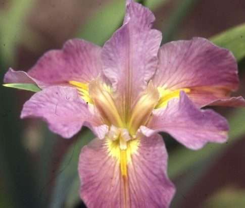 Iris louisiana 'Andy Dandy'