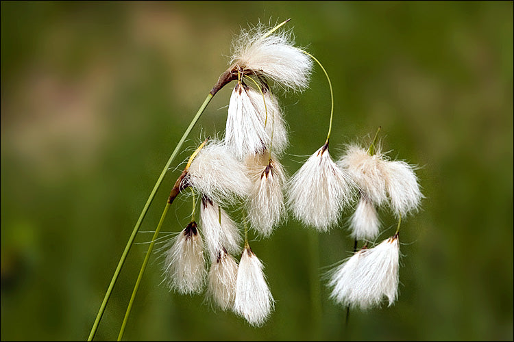 Eriophorum angustifolium