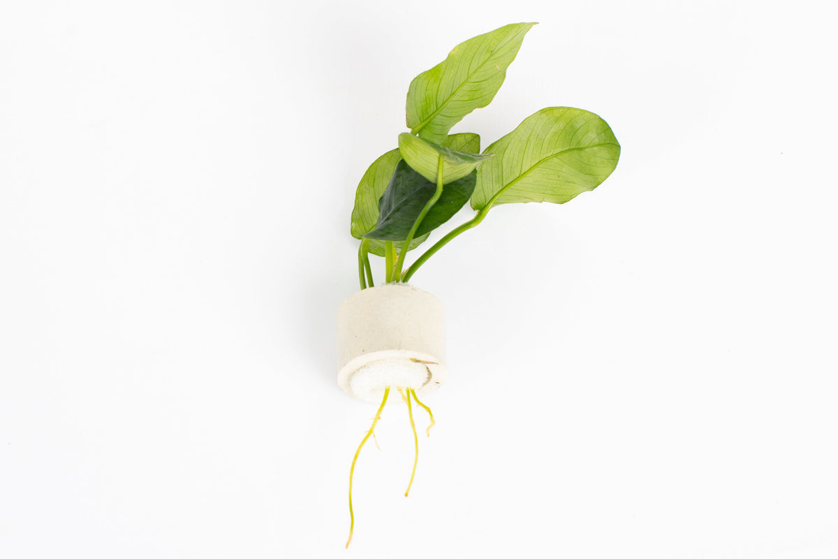 Anubias barteri var. nana