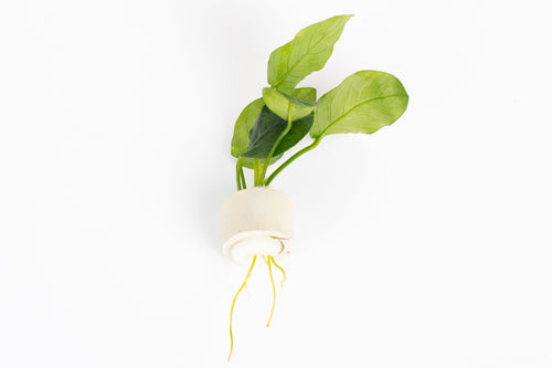 Anubias barteri var. nana