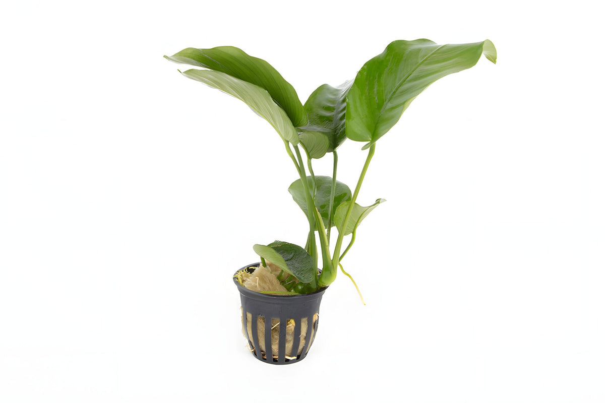 Anubias barteri var.