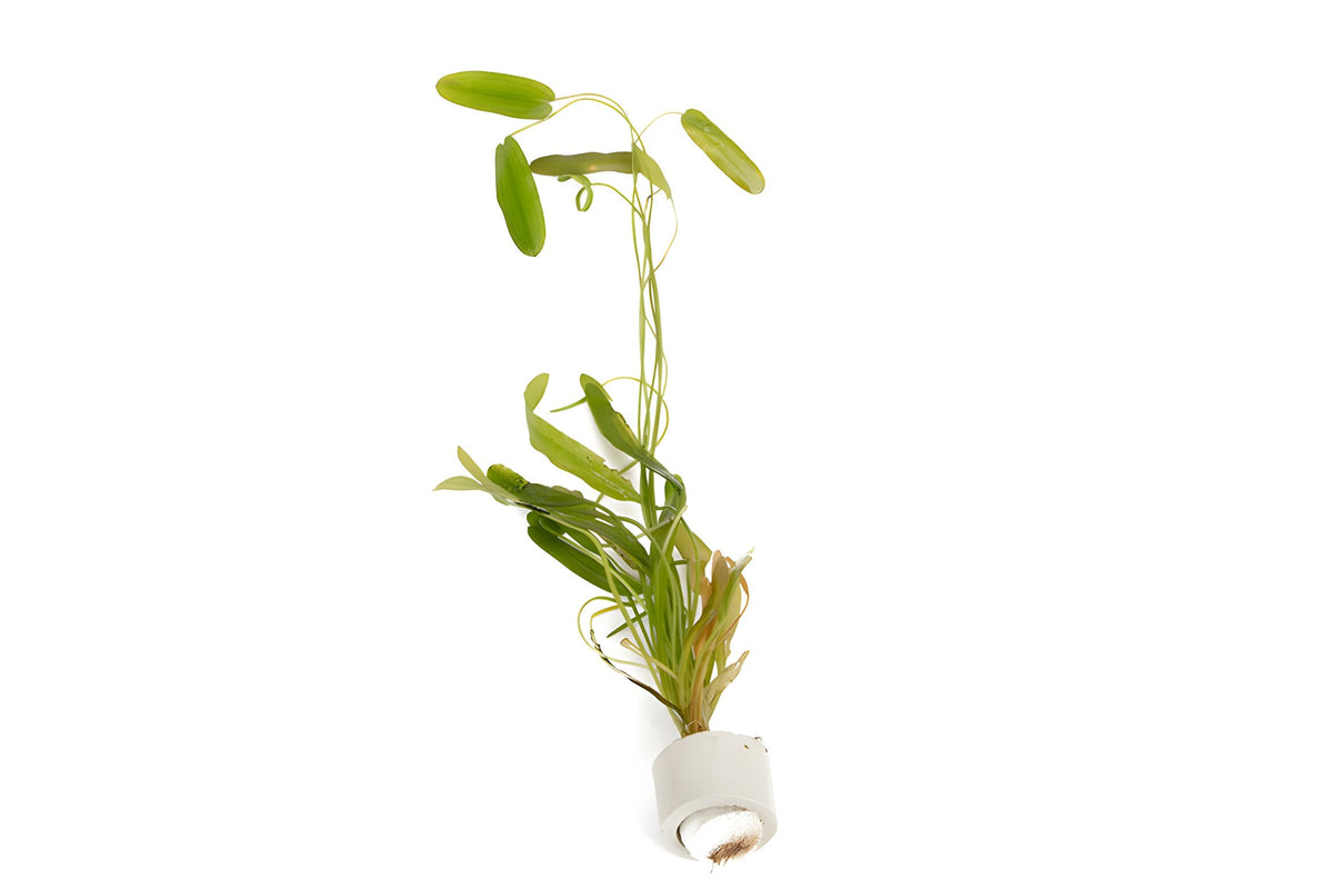 Aponogeton natans
