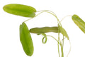 Aponogeton natans