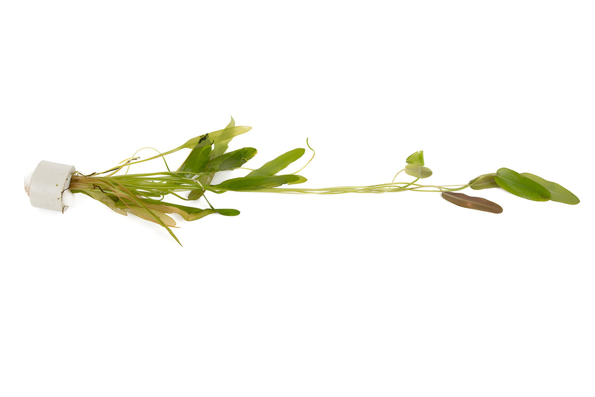 Aponogeton natans