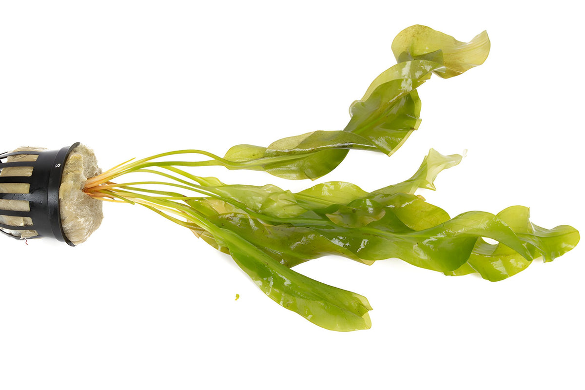 Aponogeton ulvaceus