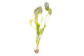 Aponogeton crispus