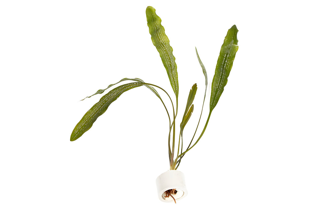 Aponogeton henkelianus