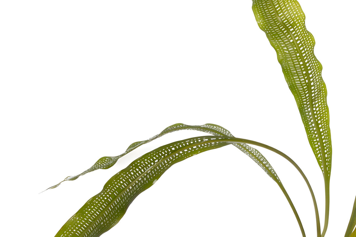 Aponogeton henkelianus