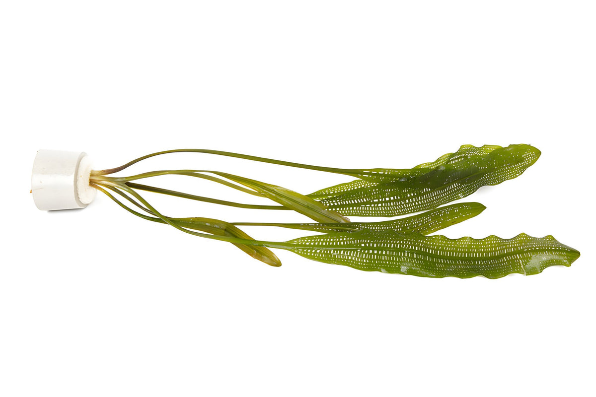 Aponogeton henkelianus