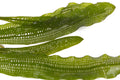 Aponogeton henkelianus