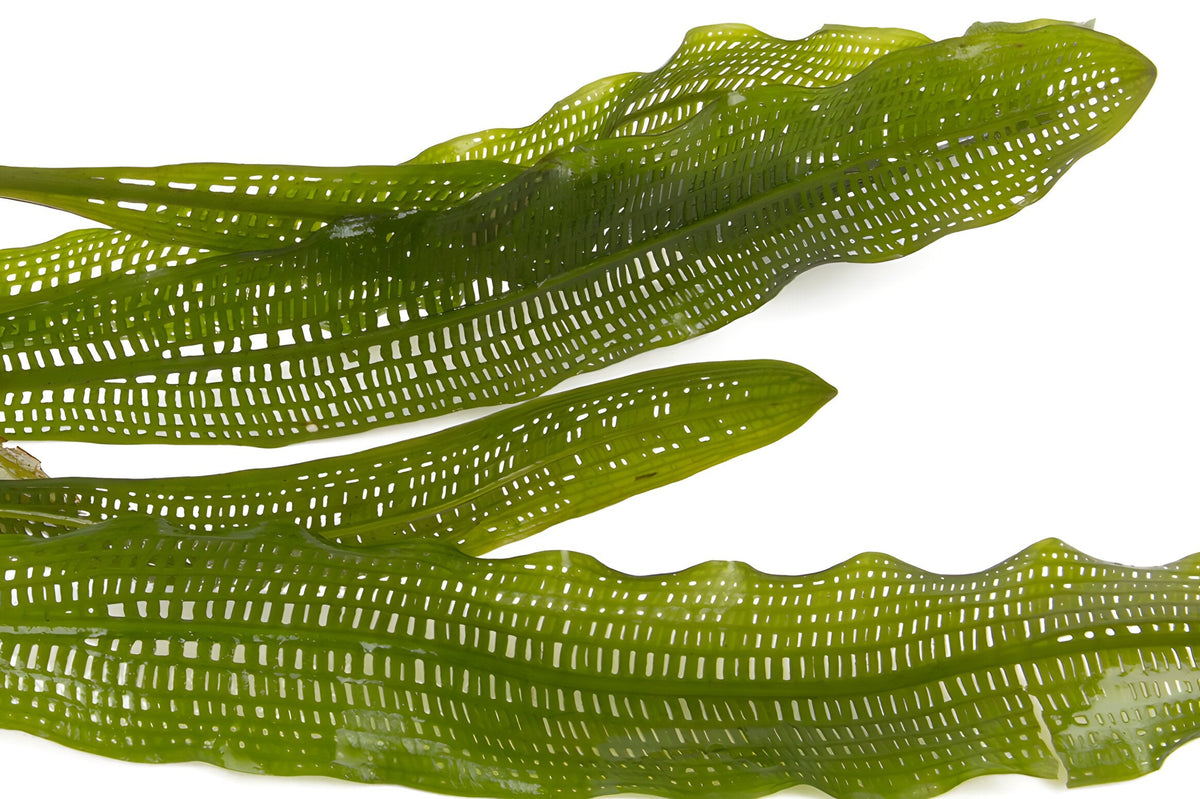 Aponogeton henkelianus