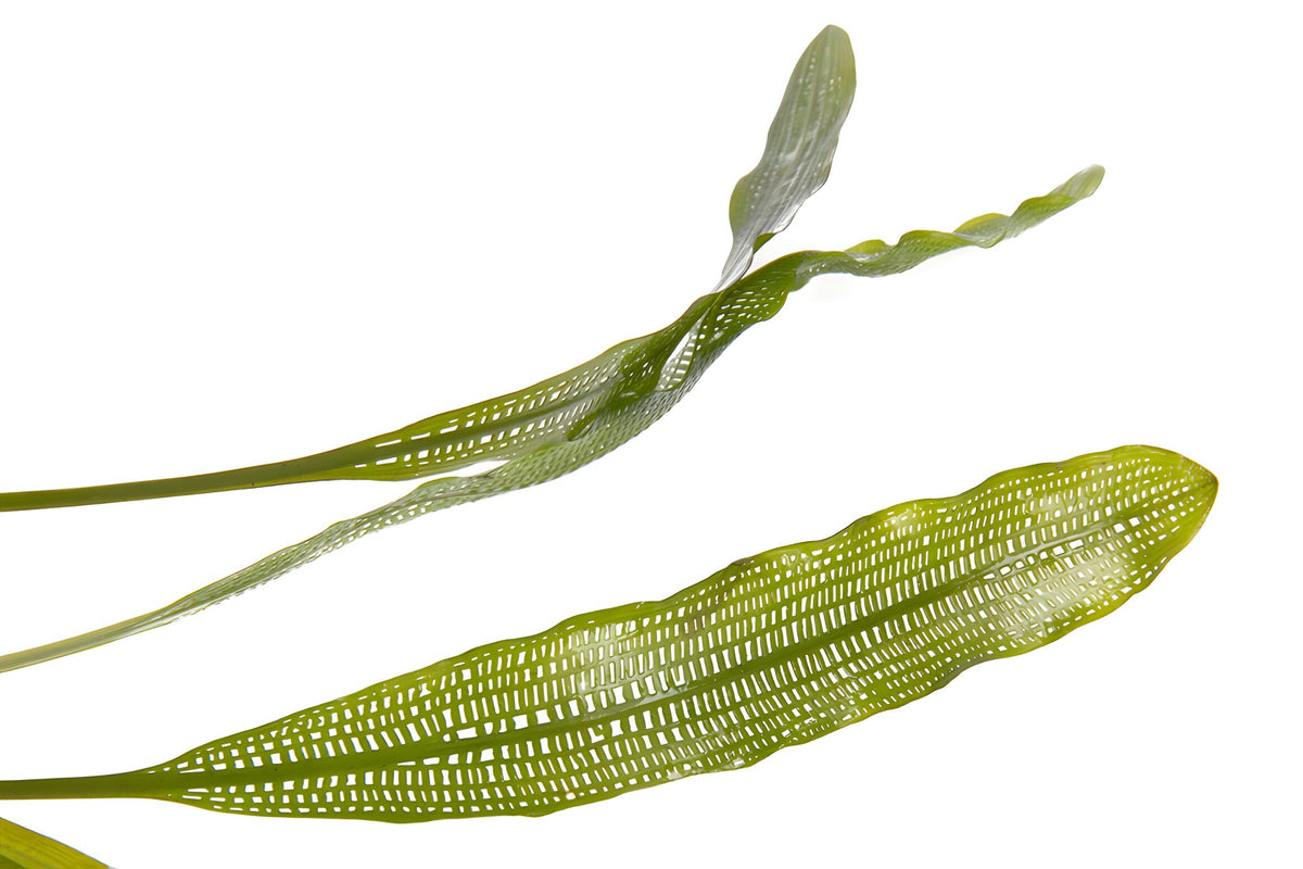 Aponogeton henkelianus