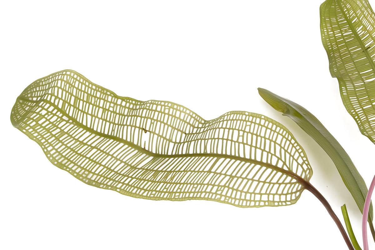 Aponogeton madagascarensis