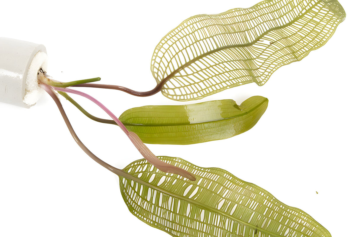 Aponogeton madagascarensis