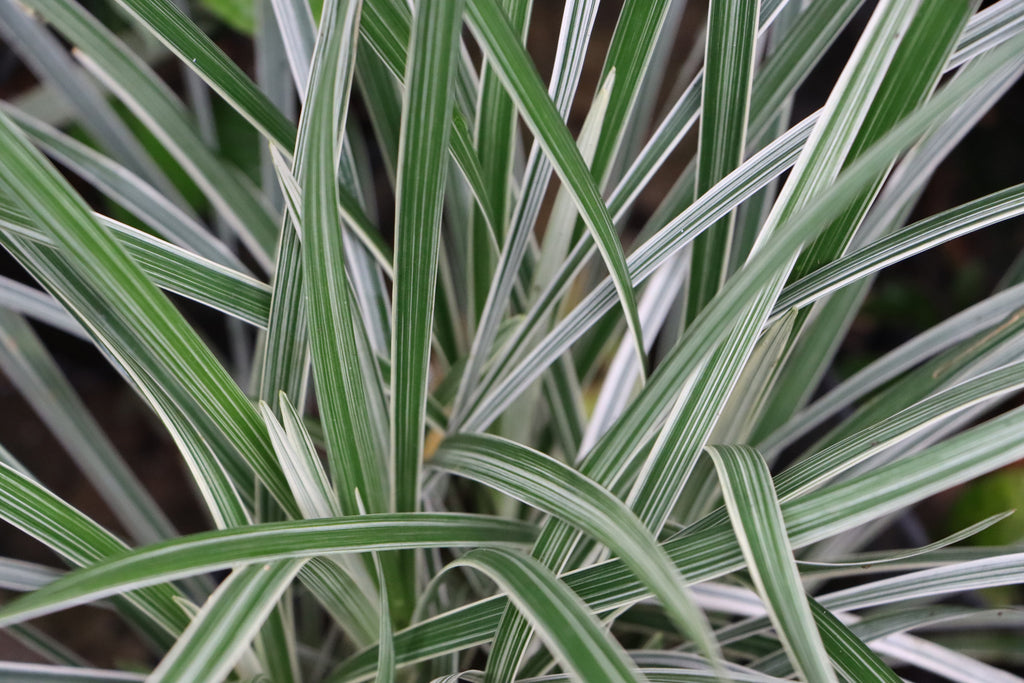 Phalaris arundinacea var picta