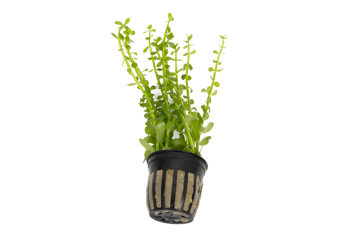 Bacopa monnieri