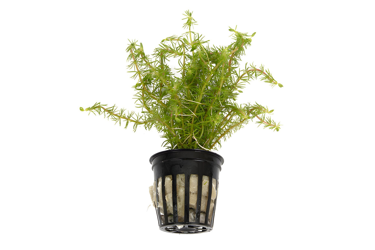 Bacopa myriophylloides