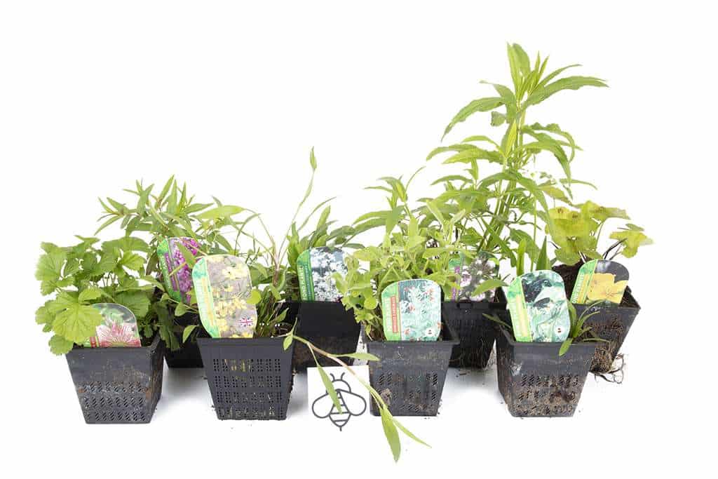 Bee Marginal 8 Pack Potted - BF802