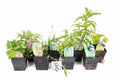 Marginal 8 Pack 1Ltr Potted