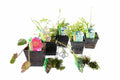 Bee Pack Potted - BFPL02