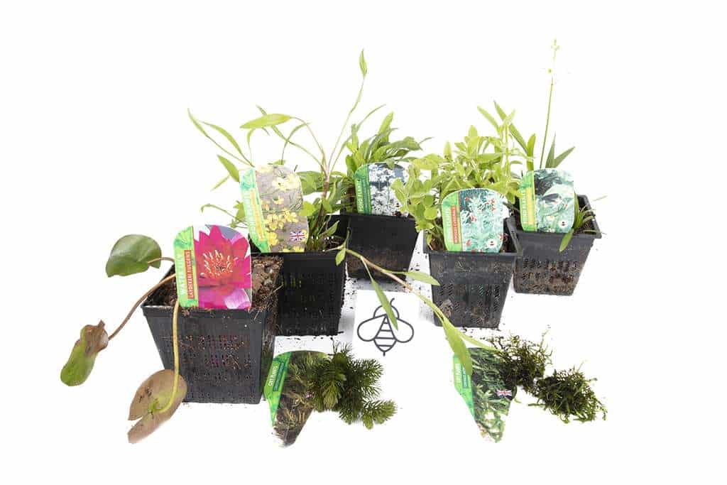 Bee Pack Potted - BFPL02