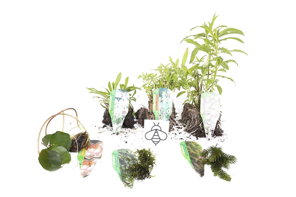 Lincolnshire Pond Plants Bee Pack - BFPL01