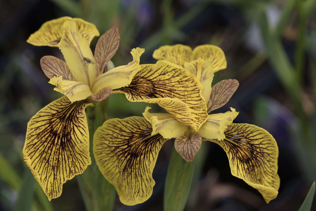 Iris pseudacorus 'Berlin Tiger'