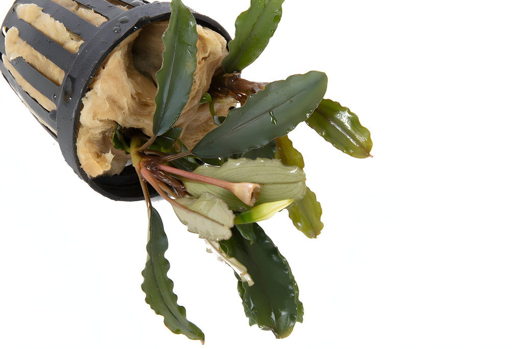 Bucephalandra Alamanda