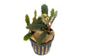 Bucephalandra Alamanda