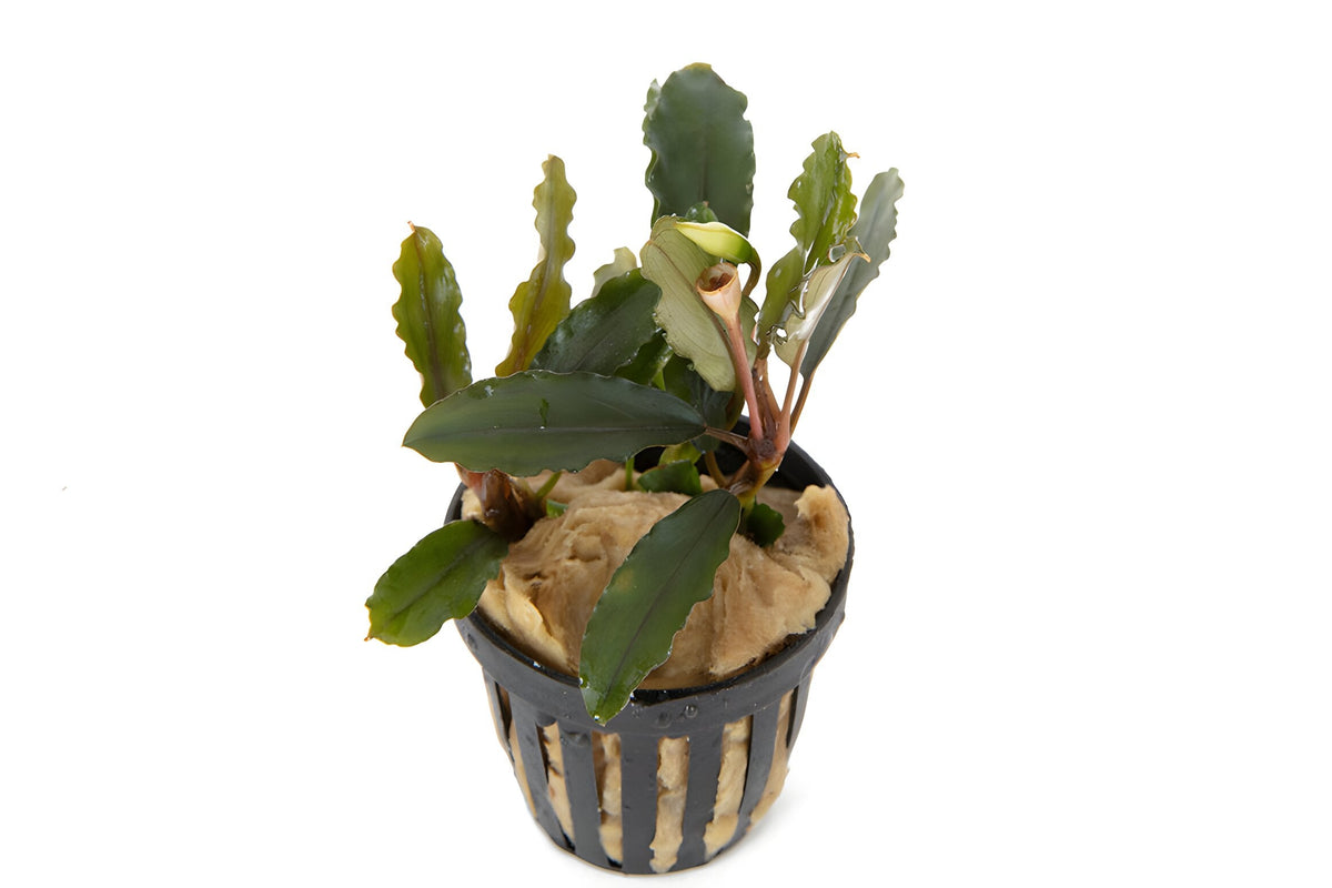 Bucephalandra Alamanda
