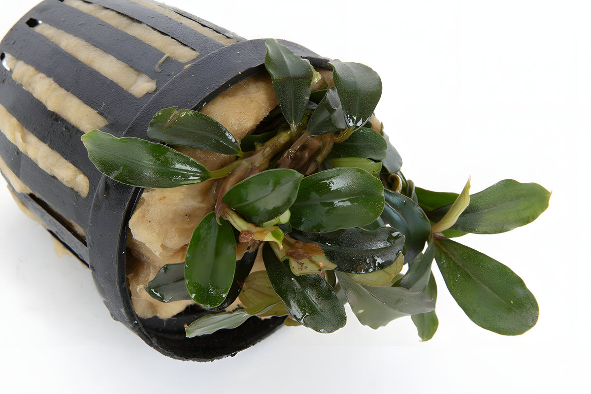 Bucephalandra kedakang