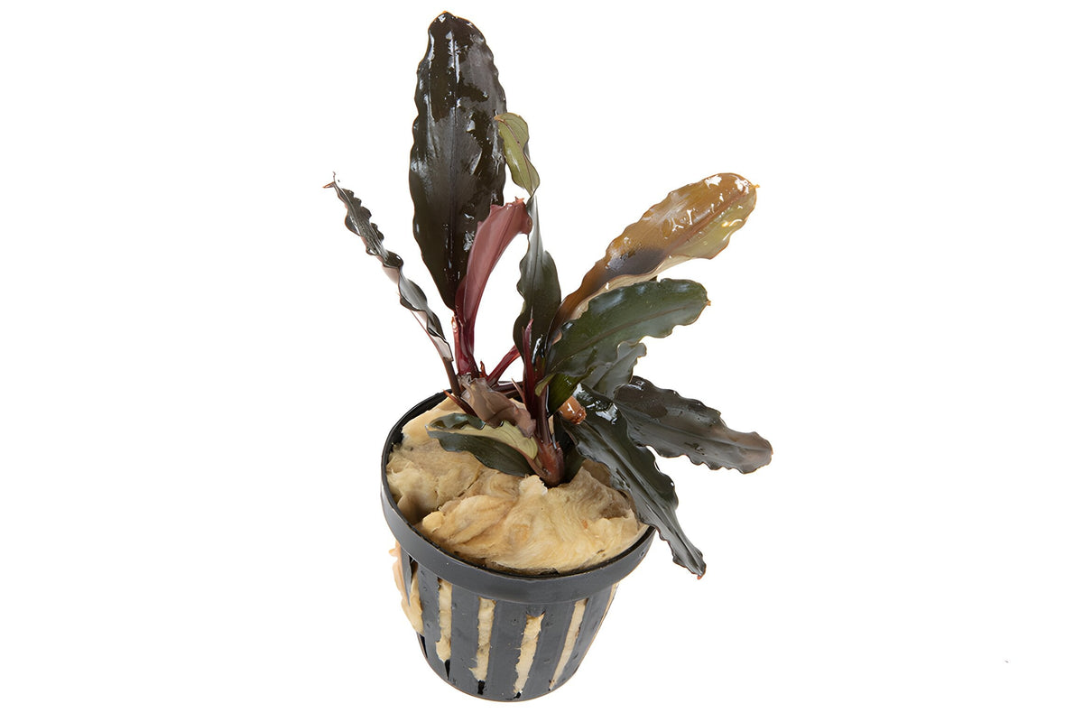 Bucephalandra brownie ghost ulu kapus