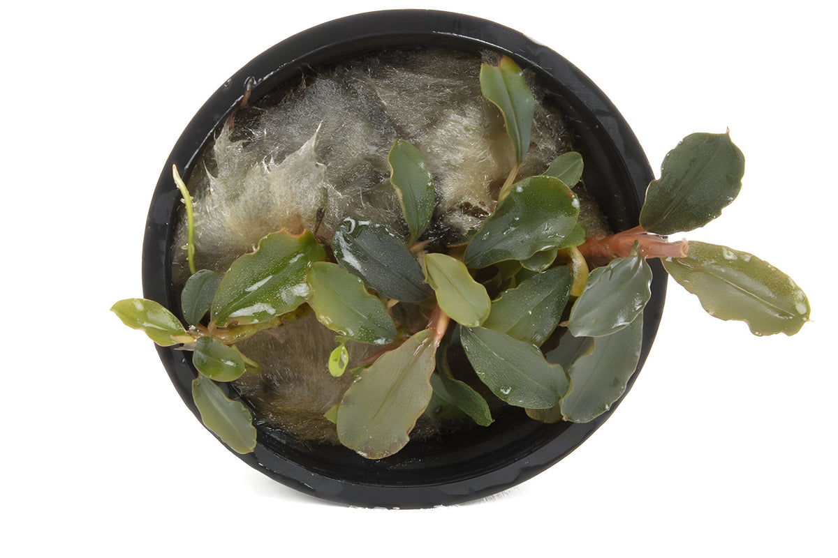 Bucephalandra brownie 'Blue'