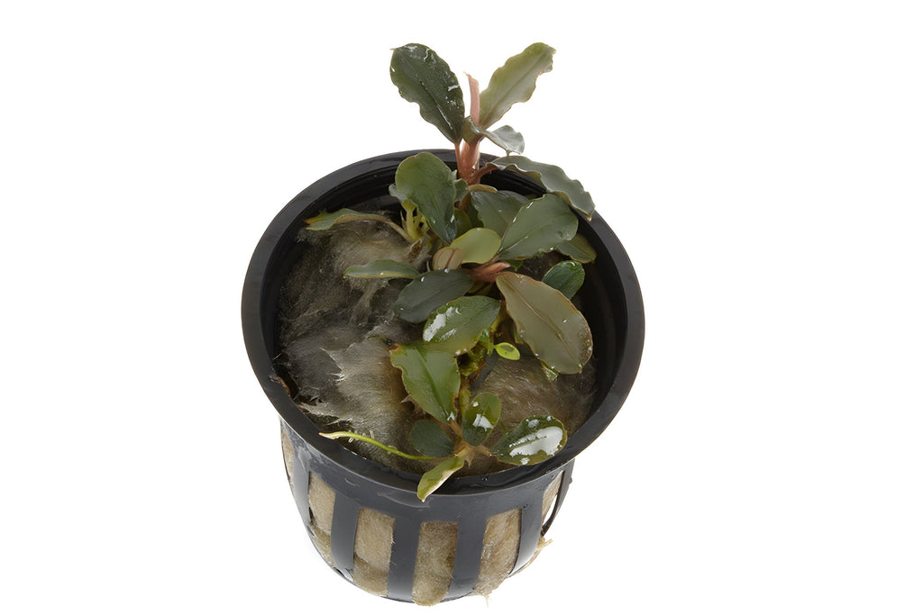Bucephalandra brownie 'Blue'