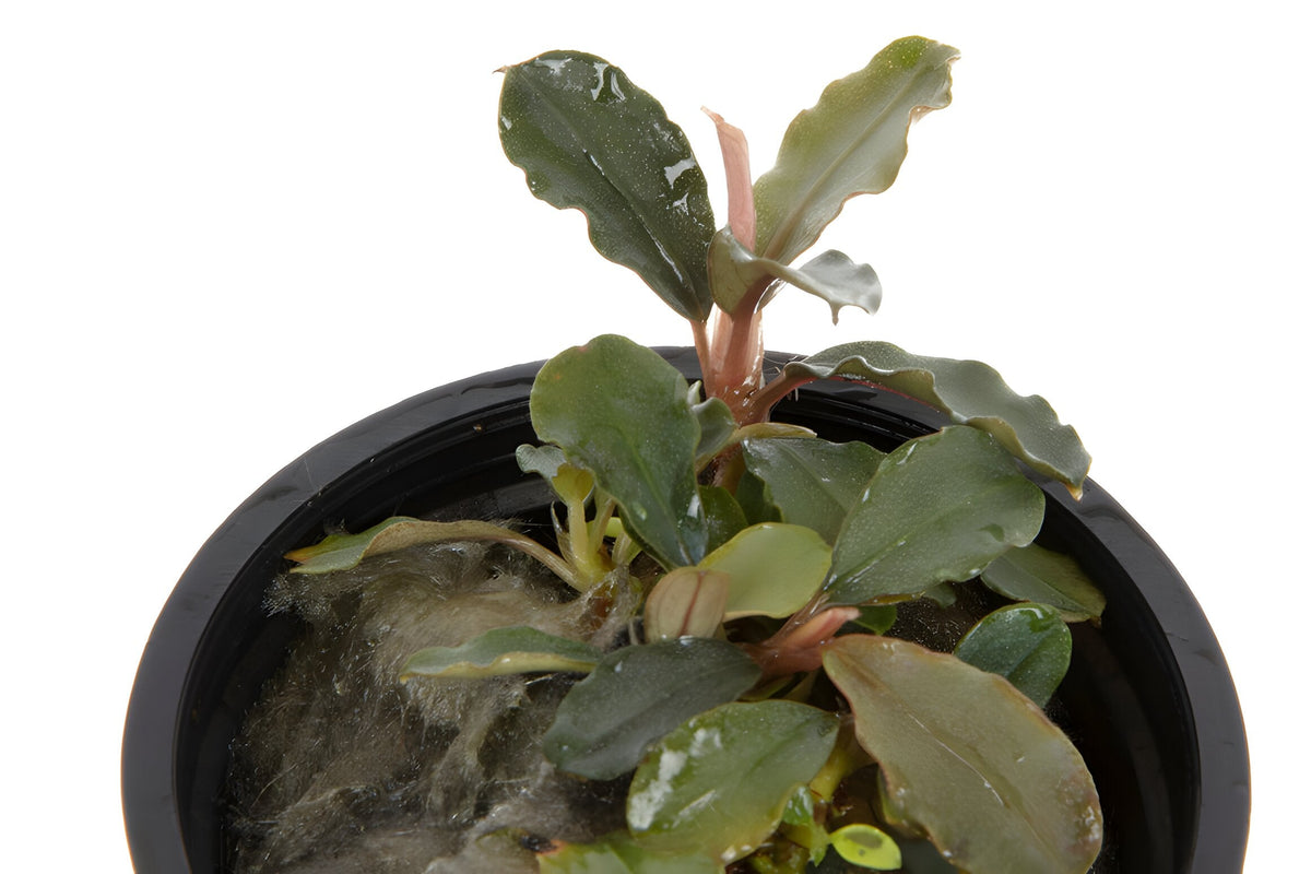 Bucephalandra brownie 'Blue'