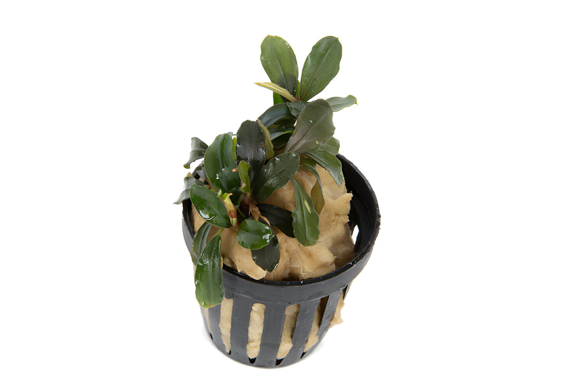 Bucephalandra kedakang