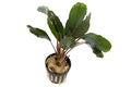 Bucephalandra Theia