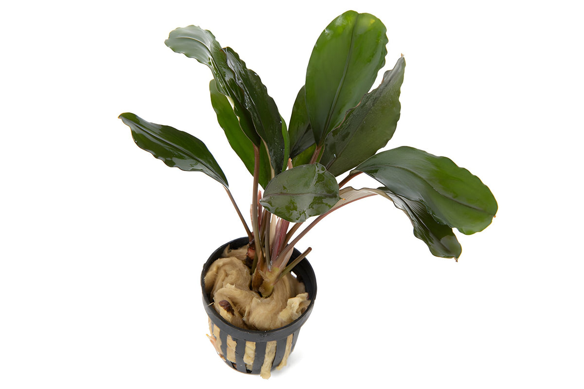 Bucephalandra Theia