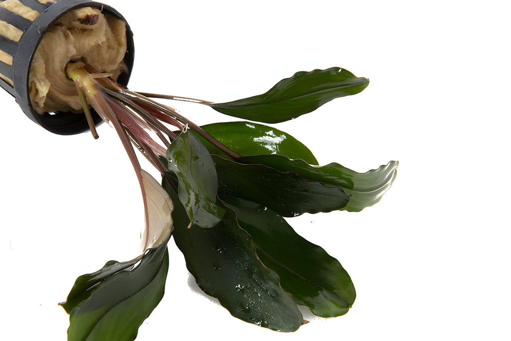 Bucephalandra Theia