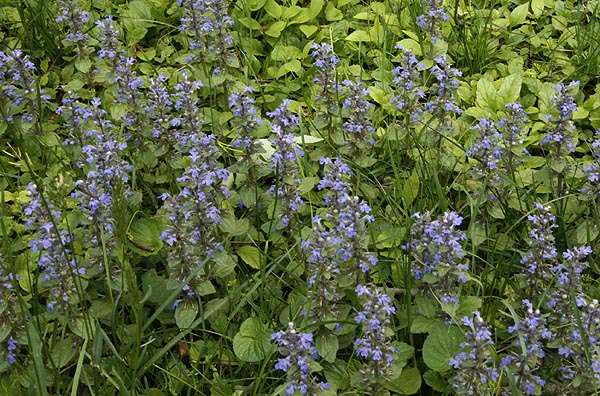 Ajuga reptans 'Common'