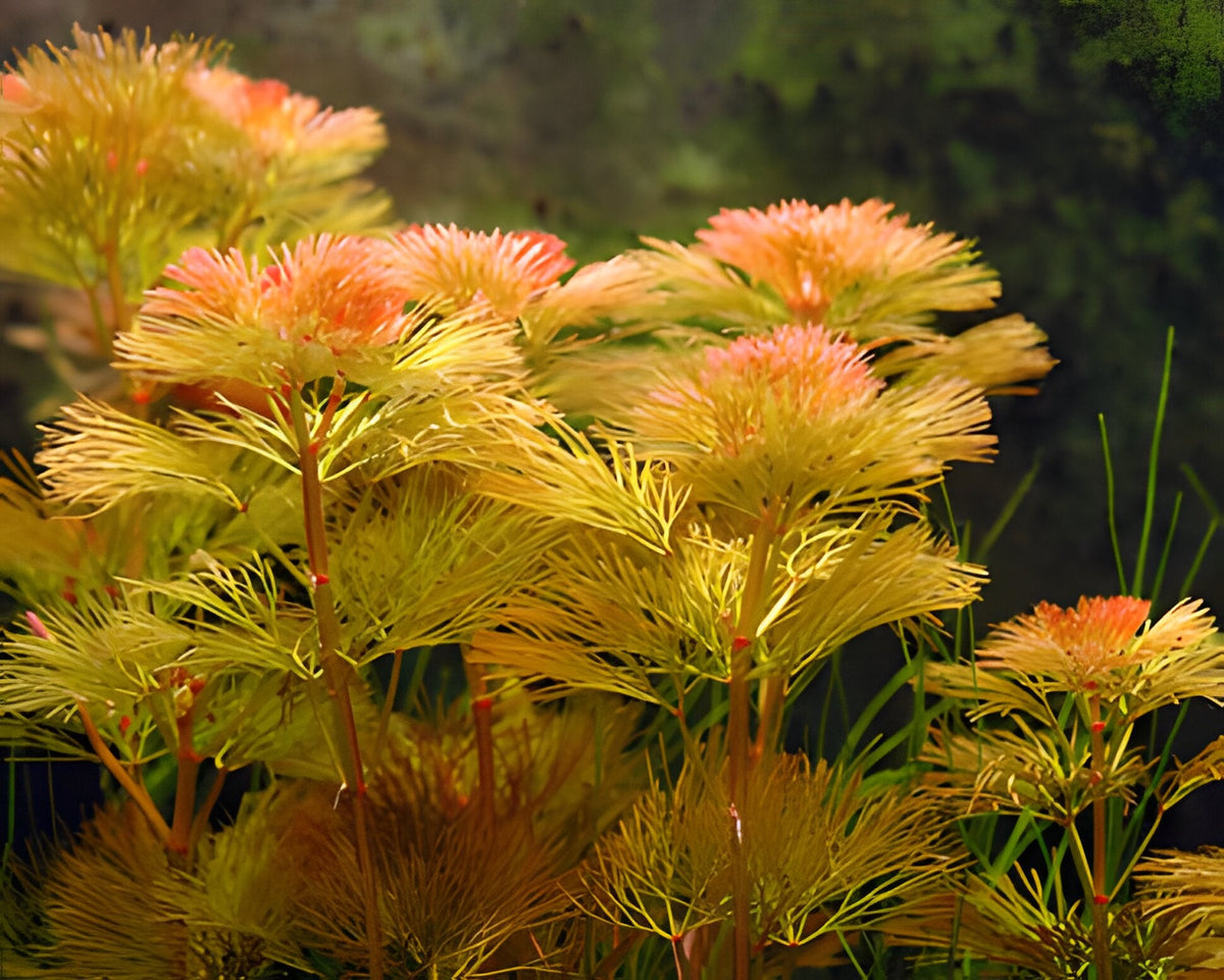 Cabomba piauhyensis