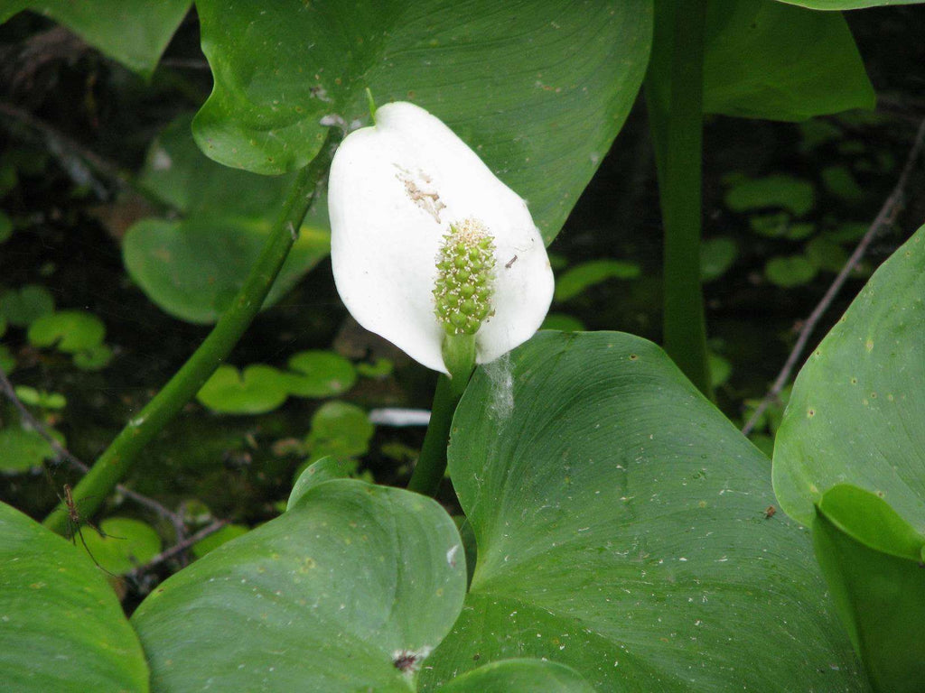 Calla palustris