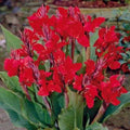 Canna 'Cherry Red'