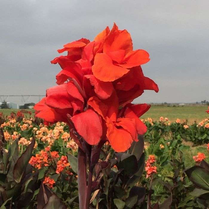Canna 'Red Horn'