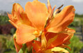 Canna 'Tangey'