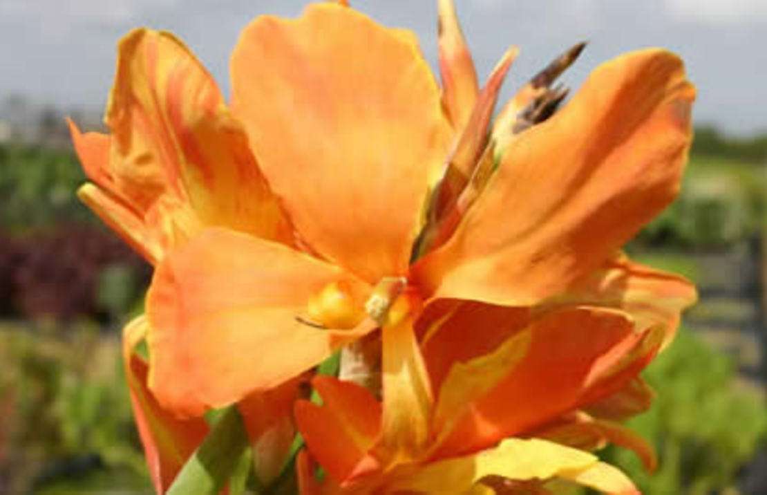 Canna 'Tangey'