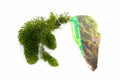 Ceratophyllum (Hornwort) - OX003